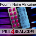 African Black Ant 35